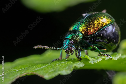 green beetle on leaf