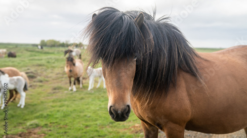 Icelandic horse with long hair on a green field