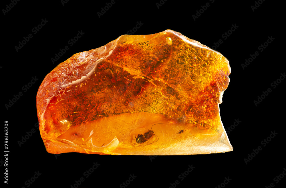 A small piece of Baltic amber with prehistoric insects inside. Inclusion in amber. Isolate on a black background. - obrazy, fototapety, plakaty 