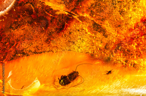 A small piece of Baltic amber with prehistoric insects inside. Inclusion in amber. Macro photogtaphy. photo