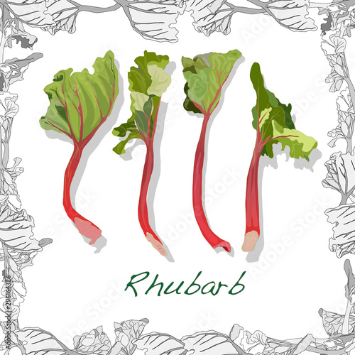 Fresh rhubarb illustration  isolated on white background. Vector image