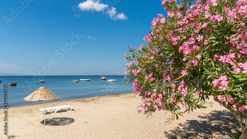 Fototapeta Naklejka Na Ścianę i Meble -  Beach of Erdek with beach umbrellas and pink flowers with a view of Marmara sea