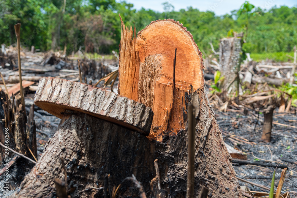Details of felled tree trunk in a tropical forest. Colombia. Details of felled tree trunk in a tropical forest. Colombia.