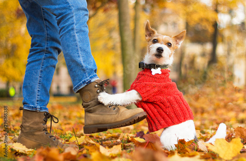 Funny dog Jack Russell Terrier sitting at the feet of a man in the park. Happy womens next to the owner's bootkomi on an autumn day. Pet wearing a sweater