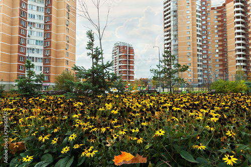 Autumn yellow orange flowerbed modern apartment residential area © svetlana