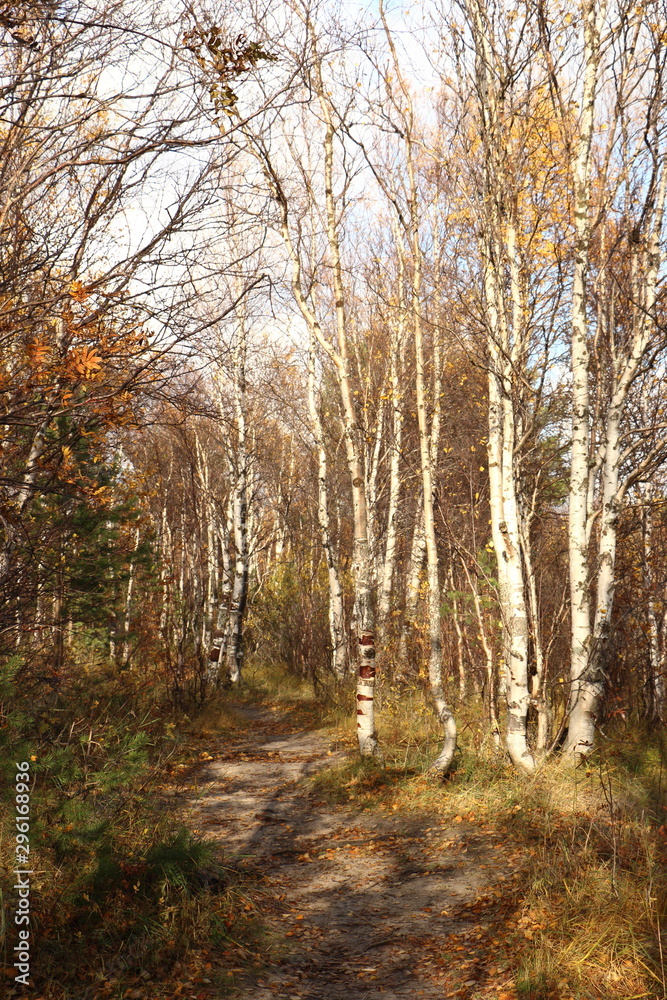 path in the birch grove autumn