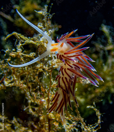 Nudibraquios photo