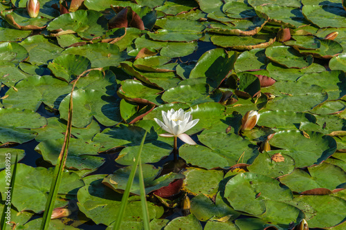 White water lily blooming in a pond in autumn in September.