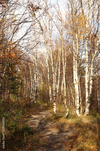 path in the birch grove autumn