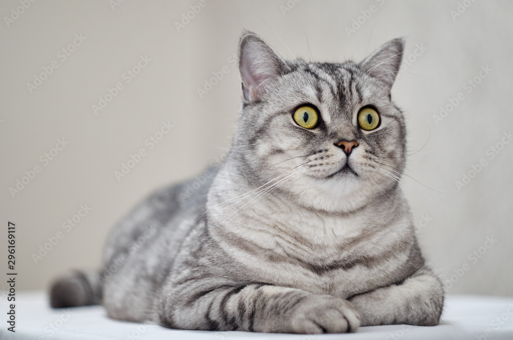 British cat lies. The cat lies and poses beautifully. Beautiful cat with beautiful eyes British cat lies. The cat lies and poses beautifully. Beautiful cat with beautiful eyes