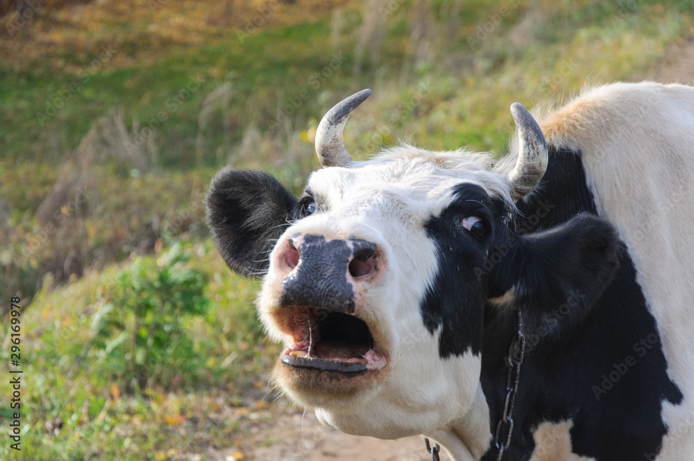 Lonely cow on the road. Agricultural landscape. Country life. Country animal on the walk. Lonely cow on the road. Agricultural landscape. Country life. Country animal on the walk.