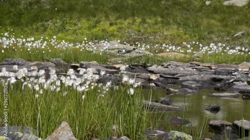 woolen grass on alpine meadow, on background small lake, soft focus