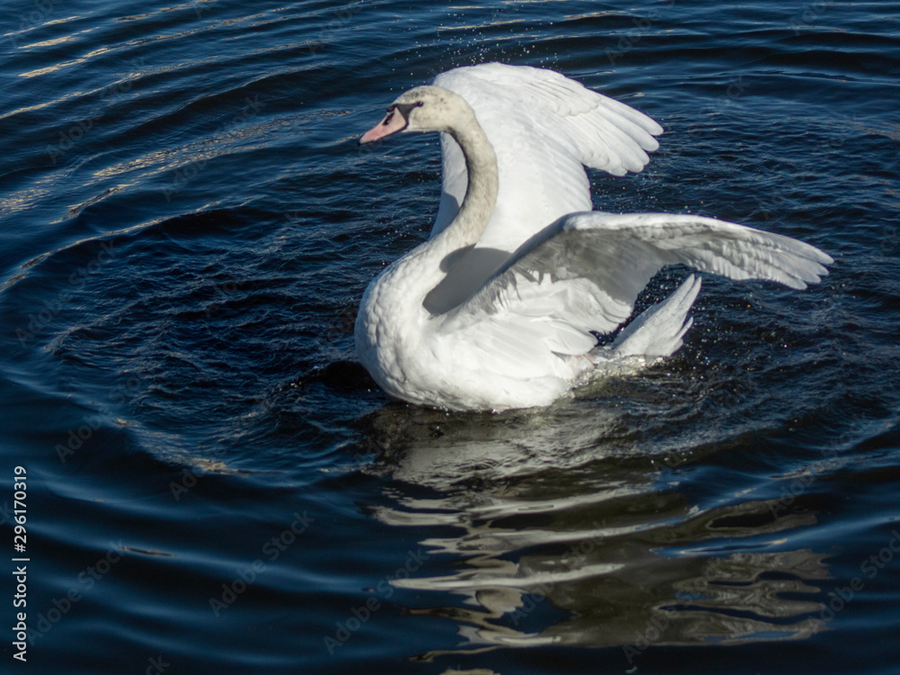 Obraz premium łabędź