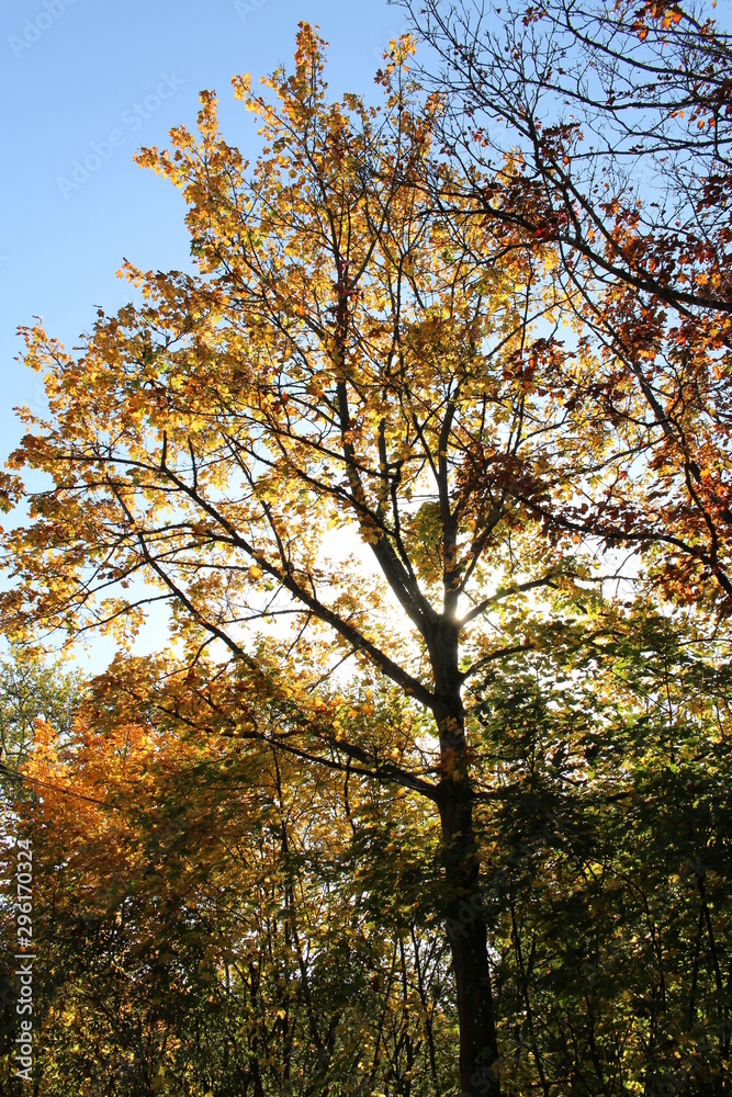 Baum im Licht 