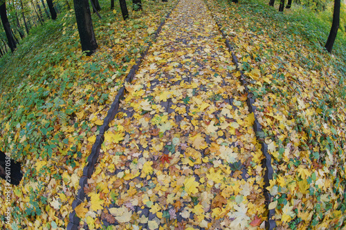 Photography of the autumn in the city park. Path is full of falling yellow leaves in the Usachev - Naydenovs Manor / High Mountain. Fish Eye lens. photo