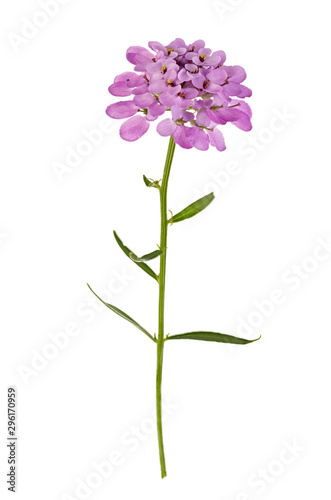 A blossoming bud on a flower stalk isolated on a white background.