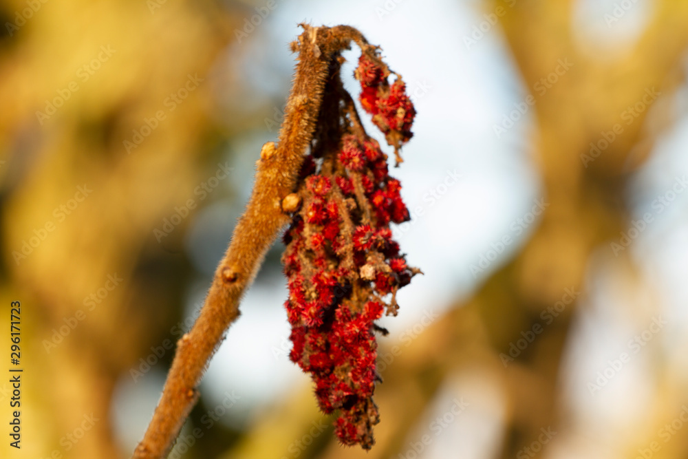 Naklejka premium red berries in winter