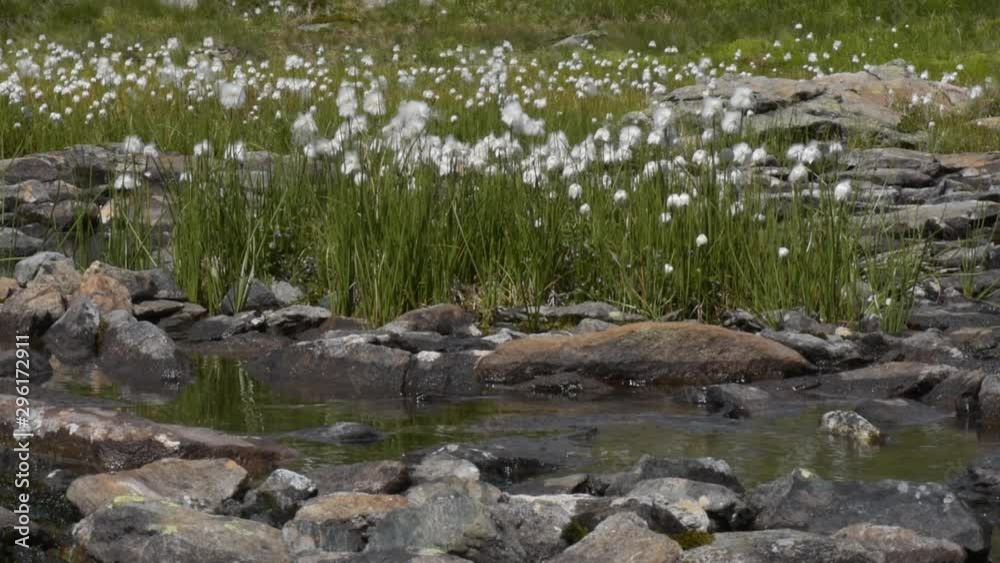 woolen grass on alpine meadow, on background small lake, soft focus woolen grass on alpine meadow, on background small lake, soft focus