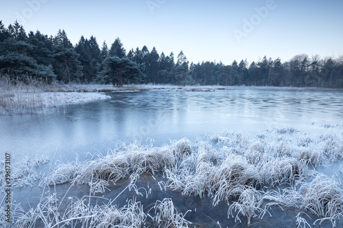 Photos wild forest lake frozen on winter morning