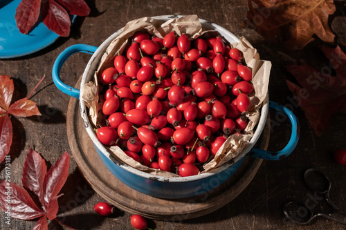Canvas Print Rose hips in a blue pot with autumn leaves