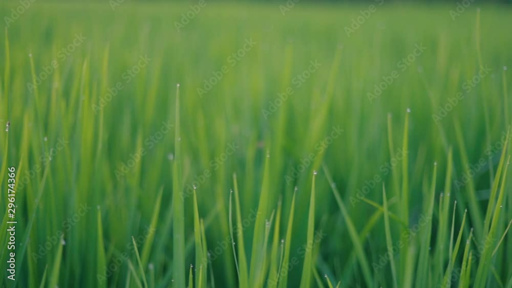 Close up green young rice field texture with the wind blowing. Slider shot. Close up green young rice field texture with the wind blowing. Slider shot.