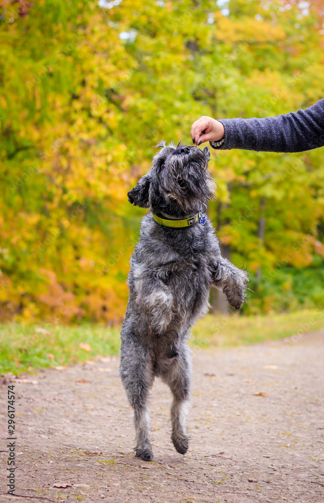 Miniature schnauzer dog for a walk in the autumn park. Dog with a haircut for a walk. . Dog on a walk. Miniature schnauzer dog for a walk in the autumn park. Dog with a haircut for a walk. . Dog on a walk.