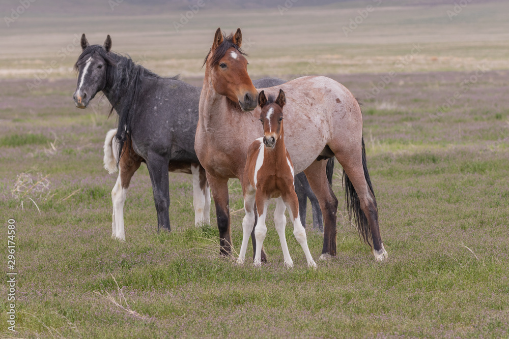 Fototapeta premium Wild Horse Mare and Foal in the Utah Desert