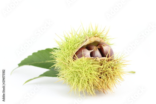 Edible chetsnut  isolated on white background photo