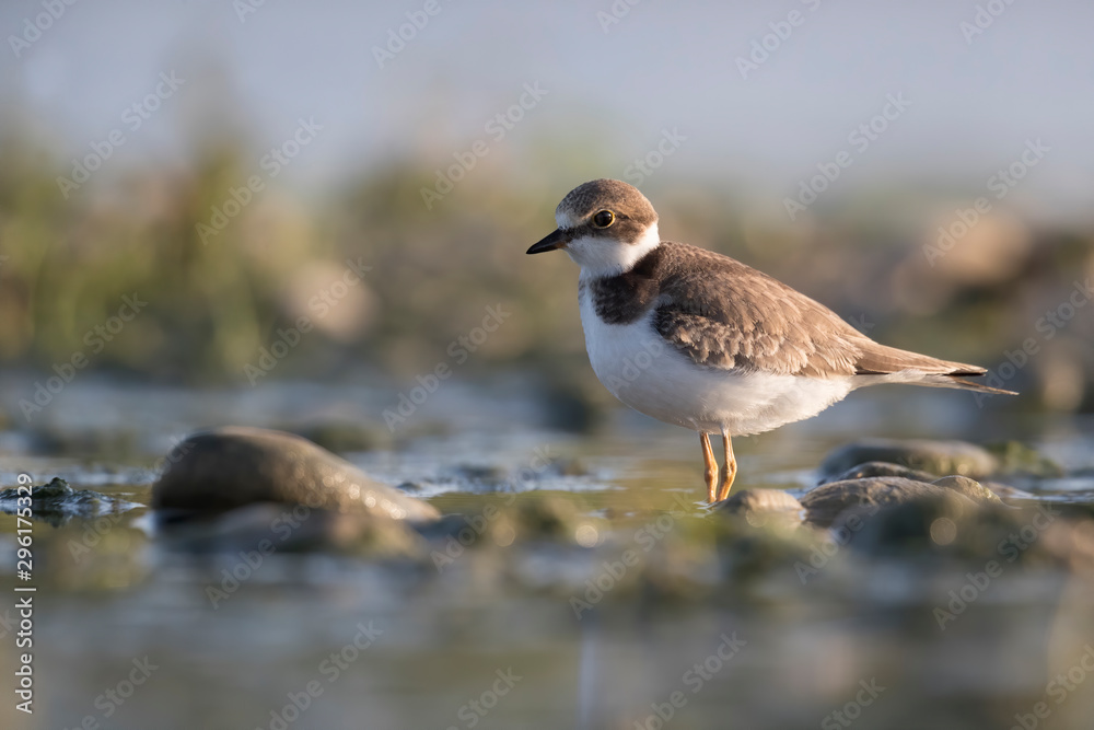 Shorebirds, bird, animal, Little ringed plover Shorebirds, bird, animal, Little ringed plover