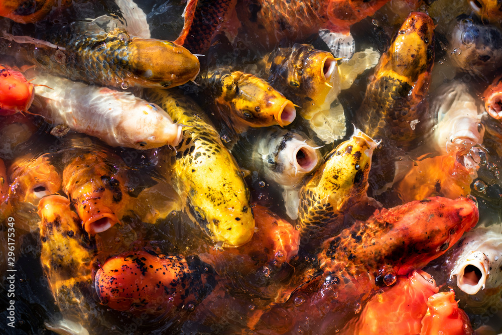 koi fish in pond koi fish in pond