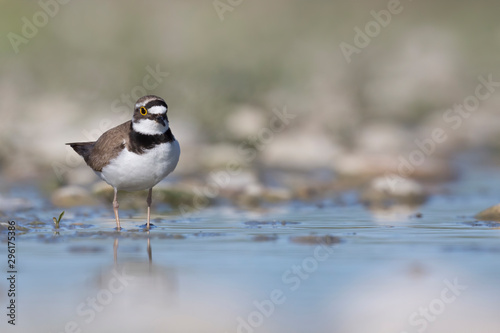 Shorebirds, bird, animal, Little ringed plover © vinx83