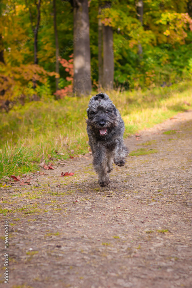 Miniature schnauzer dog for a walk in the autumn park. Dog with a haircut for a walk. . Dog on a walk.
