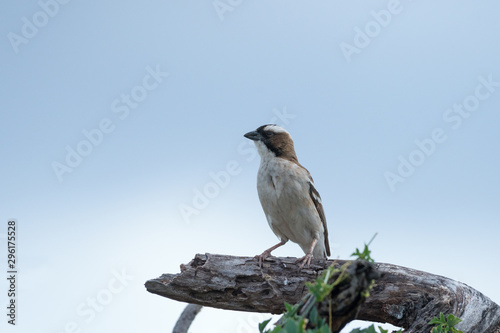 White-browed sparrow-weaver perched on a dry branch