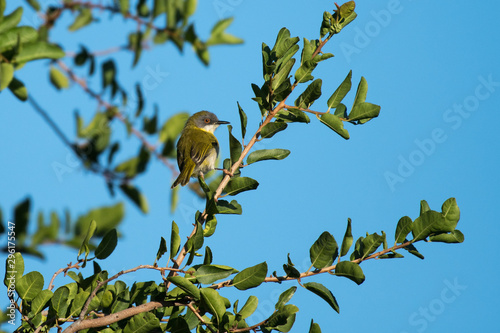 A small yellow-breasted Apalis perched on a thorny branch of a green tree photo