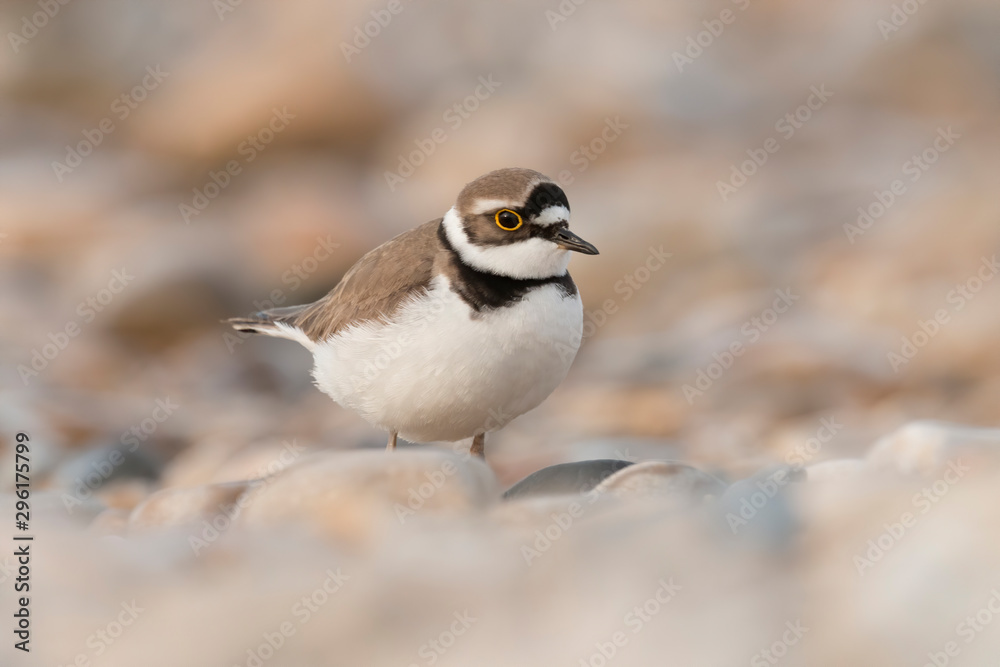 Shorebirds, bird, animal, Little ringed plover Shorebirds, bird, animal, Little ringed plover