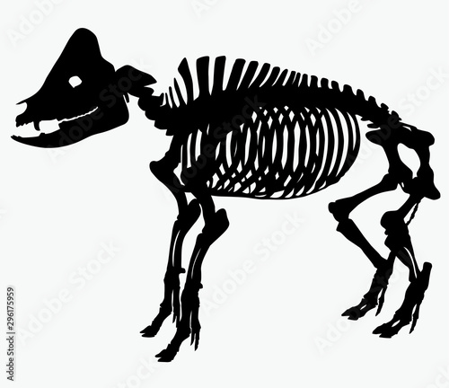 skeleton of a pig vector
