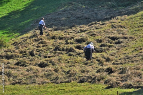 Photos peasants working the hay in the field