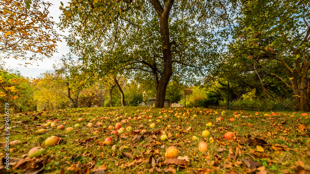 Naklejka premium Polska Jesień- Jabłonie