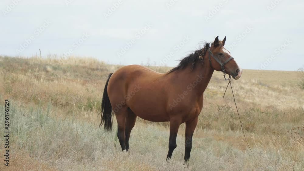 Brown Horse on a leash walks in the meadow in front of the camera Brown Horse on a leash walks in the meadow in front of the camera