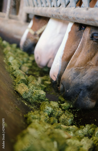 Horses eating alfalfa cubes out of feed trough closeup.