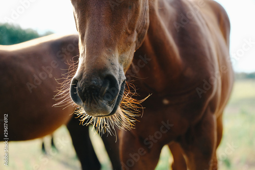 Cute chestnut filly foal horse whiskers close up.