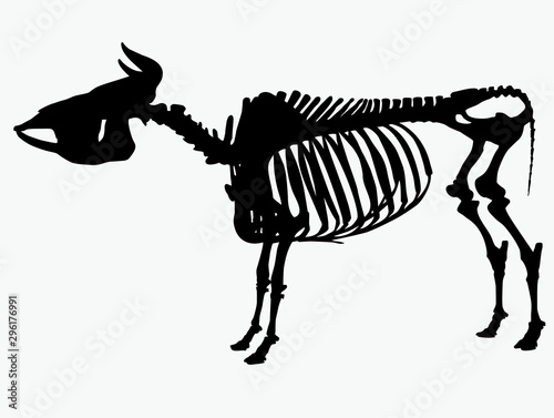  skeleton of a cow vector