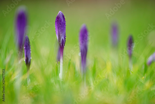 Elfenkrokus photo