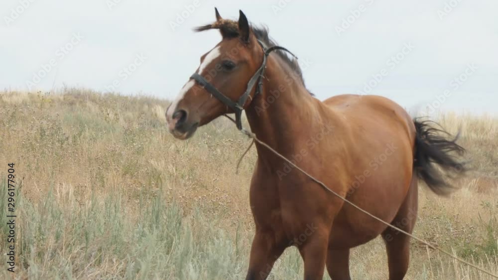 Brown horse on a leash walks in a meadow in front of the camera Brown horse on a leash walks in a meadow in front of the camera
