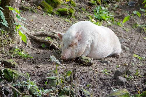 Ansicht eines schlafenden Göttinger Minischweins, auch als kleinwüchsiges Hausschwein bezeichnet © Sabine