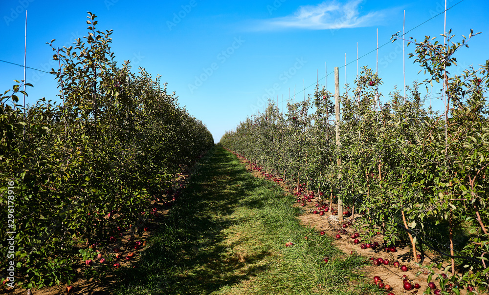 3rd year Apple Orchard is in full production 3rd year Apple Orchard is in full production