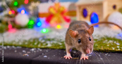 A gray rat near a Christmas tree and a wooden house with gift boxes. Chinese New year 2020. Symbol of 2020. Christmas 2020