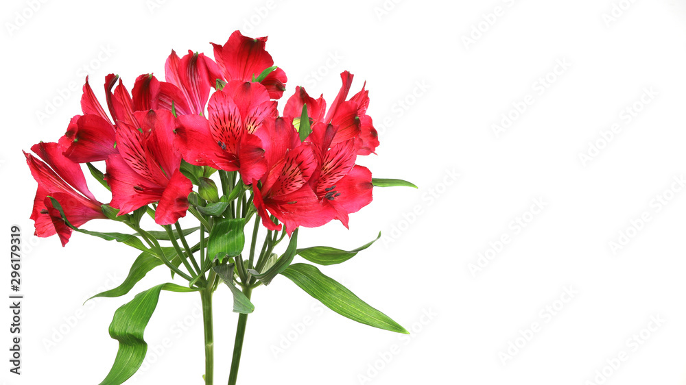 Fototapeta premium アルストロメリアの花束