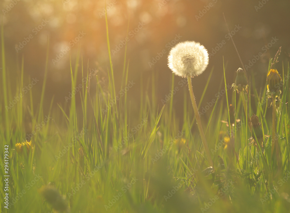 Flowering white flower of medical plant in grass on meadow near forest with green leaves and stem at sunset. Blooming dandelion flower on garden