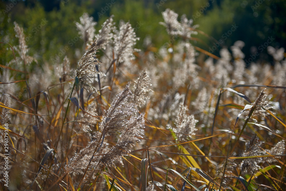 Fototapeta premium Reeds and rushes in the rays of sunshine, Sweden, Bagarmossen
